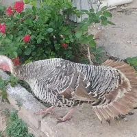 کاشمر مرغ و بوقلمون