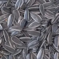 تخمه s400 دورسفید