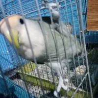 طوطی برزیلی نر معاوضه|پرنده|کوهسار (البرز), |دیوار