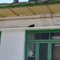 کبوتر گرفته