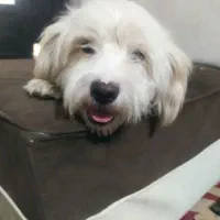 فروشی|سگ|همدان, |دیوار