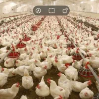 کار در مرغداری گوشتی