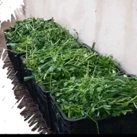 سبزی خورشتی|خوردنی و آشامیدنی|تهران, گیشا|دیوار