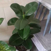 گل فیکوس سوفیا