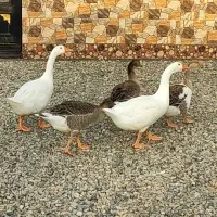 غاز