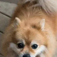 سگ پیدا شده