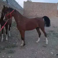 کره مادیون درشوری|اسب و تجهیزات اسب‌سواری|تهران, آبشار|دیوار