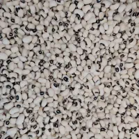 لوبیا   چشم بلبلی و    ریزه عربی