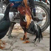 جوجه لاری ۶ماه اوشامو ۶دنگ ب بالا