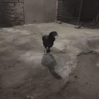 مرغ ماکیان