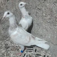 ساراوقون فری|پرنده|گنبد کاووس, |دیوار