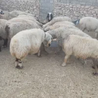 فروش 110 عدد میش ترکی درجه یک|حیوانات مزرعه|فراشبند, |دیوار
