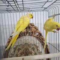 طوطی جوجه ملنگو زرد مولدشاه راهب گرینچیک کاسکولوری