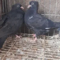 جوجه سینه ای