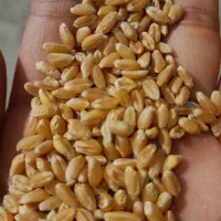 بذر گندم پیشگام چاق در جه یک دیم باران