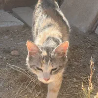 گربه گمشده