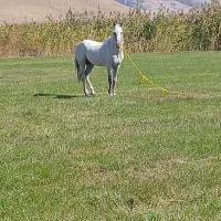 دانالو|اسب و تجهیزات اسبسواری|ماکو, |دیوار