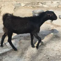 کره نر|حیوانات مزرعه|بندر دیر, |دیوار