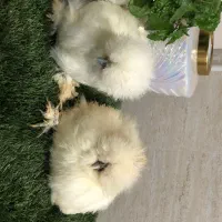 مرغ وخروس ابریشمی