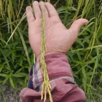 برنج طارم فجر محلی عطری امسالی وصدری دم سیاه اعلا|خوردنی و آشامیدنی|مشهد, رضاشهر|دیوار