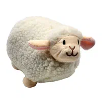 گوسفند شیشک ماده