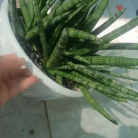 سانسوریا بنسل|گل و گیاه طبیعی|بوشهر, |دیوار