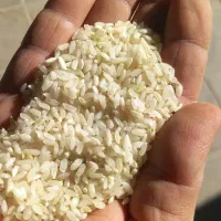برنج محلی به شرط  فروش کلی و جزیی