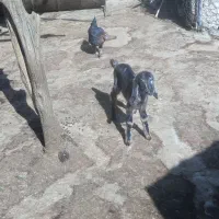 بزغاله شیری|حیوانات مزرعه|زاغه, |دیوار