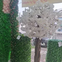 فروش،فوق العاده،درختچه