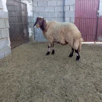 بره قوچ صدامی اصیل یک ساله|حیوانات مزرعه|گیلان غرب, |دیوار