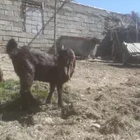 بزغاله شیر مست پاکستانی