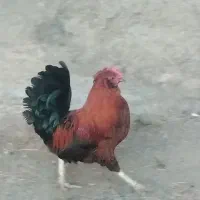 خروس محلی،قیمت شصدهزارتومان|حیوانات مزرعه|مریوان, |دیوار