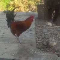 دو عدد خروس