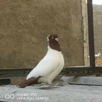 کفتر|پرنده|تهران, دولتخواه جنوبی|دیوار