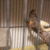 قناری قناری جفتی سهره اماده|پرنده|صفادشت, |دیوار