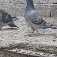 کبوتره دوبر نرو ماده