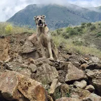 سرابی