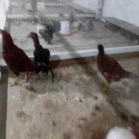 اجاره-پانسیون-جهت-نگهداری-و-پرورش-سگ