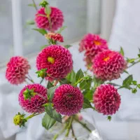 النگو گم کردم