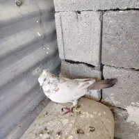 کبوتر|پرنده|یاسوج, |دیوار