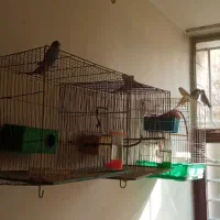 یه جفت مرغ عشق مولد ۵ تا جوجه|پرنده|شاهین‌شهر, حافظ شمالی|دیوار