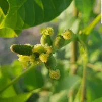 هرس تخصصی و آبیاری قطره ای کنترل با موبایل‌‌