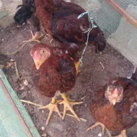 مرغ خروس لاری