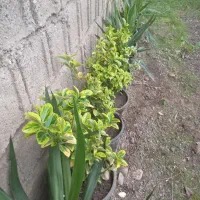 فروش  شمشاد طلایی و سیکاس|گل و گیاه طبیعی|رشت, منظریه|دیوار