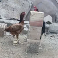 خروس خوب بفروش|حیوانات مزرعه|میناب, |دیوار