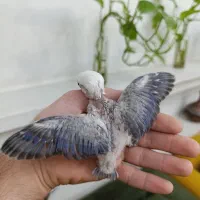جوجه یووینگ بلو سرلاکی دستی