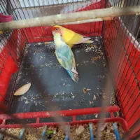 طوطی بزیلی رنگ خاص|پرنده|بروجرد, |دیوار