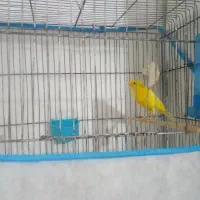 قناری نر مست زرد