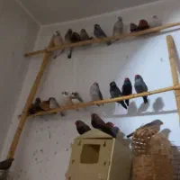 فنچ ایمو شارکول