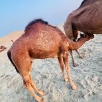 کوات نر|حیوانات مزرعه|میناب, |دیوار